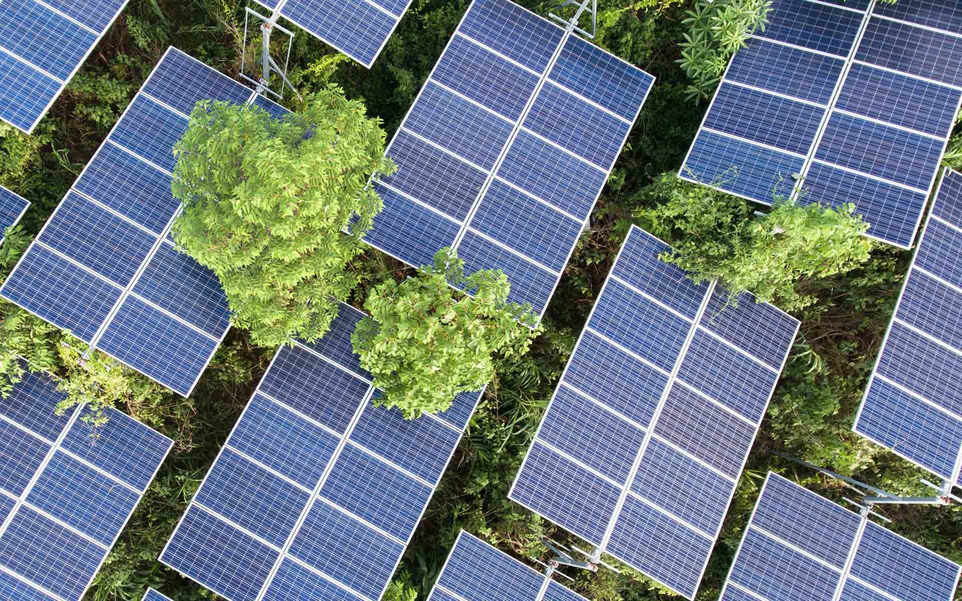 Sustainability Linked Loans: Solar power panels in green field